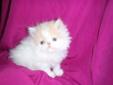 Adorable Purebred Registered Persian Kittens!