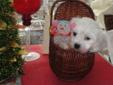 ADORABLE TINY TOY MALSHI PUPS ***COME SEE GRACIE AND GLEE***