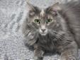 Adult Female Cat - Domestic Long Hair-gray Tortoiseshell: 