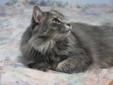 Adult Female Cat - Domestic Long Hair-gray Tortoiseshell: 