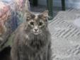 Adult Female Cat - Domestic Long Hair-gray Tortoiseshell: 