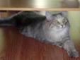 Adult Female Cat - Domestic Medium Hair-gray: 