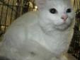 Adult Female Cat - Domestic Medium Hair-white: 