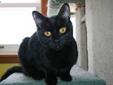 Adult Female Cat - Domestic Short Hair-black: 
