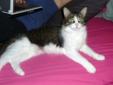 Adult Female Cat - Domestic Short Hair - gray and white: 