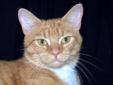 Adult Female Cat - Domestic Short Hair - orange and white: 