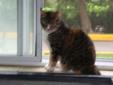 Adult Female Cat - Domestic Short Hair Tabby - Brown: 