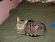 Adult Female Cat - Domestic Short Hair Tabby: 