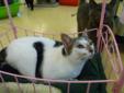 Adult Female Cat - Domestic Short Hair Tabby - white: 