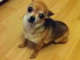 Adult female chihuahua for sale to a loving home