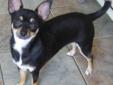 Adult Female Dog - Chihuahua: 