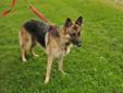 Adult Female Dog - German Shepherd Dog: 