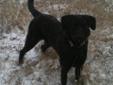 Adult Female Dog - Labrador Retriever: 