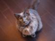 Adult Male Cat - Domestic Long Hair-gray: 