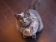 Adult Male Cat - Domestic Medium Hair-gray: 