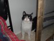 Adult Male Cat - Domestic Short Hair-black and white: 