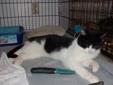 Adult Male Cat - Domestic Short Hair-black and white: 