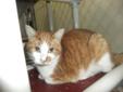 Adult Male Cat - Domestic Short Hair Tabby - Orange: 