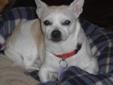 Adult Male Dog - Chihuahua: 
