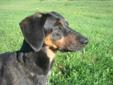 Adult Male Dog - Doberman Pinscher Coonhound: 