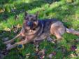 Adult Male Dog - German Shepherd Dog: 