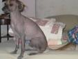 Adult Male Dog - Xoloitzcuintle (Mexican Hairless): 