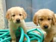 AKC/CKC Fully Reg English Cream Golden Retriever puppies.