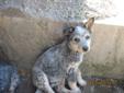 Australian Blue Heeler x Border Collie Puppies