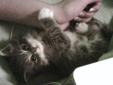 Baby Female Cat - Domestic Long Hair - gray and white