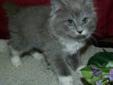 Baby Female Cat - Domestic Medium Hair - gray and white