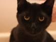 Baby Female Cat - Domestic Short Hair-black: 
