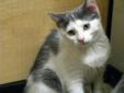 Baby Female Cat - Domestic Short Hair - gray and white
