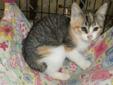 Baby Female Cat - Domestic Short Hair - orange and white Calico