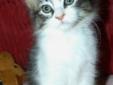 Baby Female Cat: 