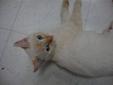 Baby Female Cat - Siamese Domestic Short Hair: 