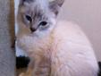 Baby Female Cat - Siamese Snowshoe: 