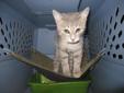 Baby Female Cat - Tabby - Grey: 