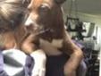 Baby Female Dog - American Staffordshire Terrier: 