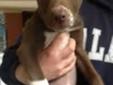 Baby Female Dog - American Staffordshire Terrier: 