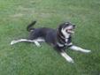 Baby Female Dog - Husky Collie: 
