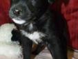 Baby Female Dog - Husky Rottweiler: 