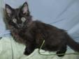 Baby Male Cat - Domestic Medium Hair-black: 