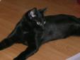 Baby Male Cat - Domestic Short Hair-black: 