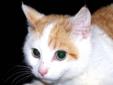 Baby Male Cat - Domestic Short Hair - orange and white: 