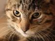 Baby Male Cat - Tabby: 