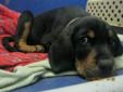Baby Male Dog - Coonhound Great Dane: 