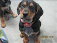 Baby Male Dog - Coonhound Great Dane: 