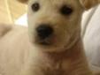 Baby Male Dog - Labrador Retriever Shepherd: 