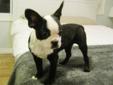 BEAUTIFUL Boston Terrier Puppy - MUST SEE - ********
