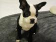 BEAUTIFUL Boston Terrier Puppy - MUST SEE - MUST READ - ********